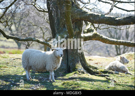 Essayer de moutons à l'abri du midi soleil, sur le parc national des North Yorkshire Moors, England, UK. L'un des jours les plus chauds de 2018. Banque D'Images