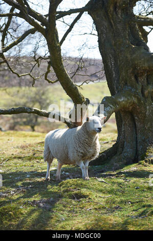 Essayer de moutons à l'abri du midi soleil, sur le parc national des North Yorkshire Moors, England, UK. L'un des jours les plus chauds de 2018. Banque D'Images