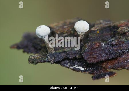 Stalkball fenugrec, champignon Phleogena faginea Banque D'Images
