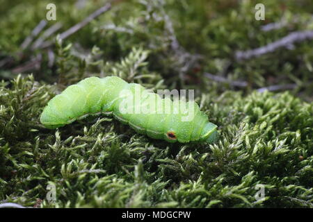 Papillon empereur tau tau Aglia, Caterpillar Banque D'Images