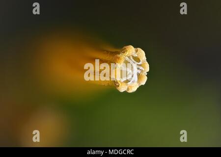 Capsule de Spore lanceolateleaf rock moss, Orthotrichum speciosum,, un microscope droit Banque D'Images