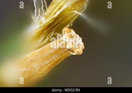 Capsule de Spore lanceolateleaf rock moss, Orthotrichum speciosum,, un microscope droit Banque D'Images