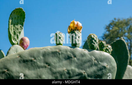 Close up de l'oponce de l'Est soleil fruits et fleur, Opuntia, grandissant dans Santa Cruz, vallée de Colchagua, Chili, Amérique du Sud Banque D'Images