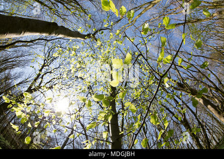 Feuilles de hêtre en commençant à apparaître après un long hiver à woodland dans Nord du Dorset England UK 19 avril 2018. Banque D'Images