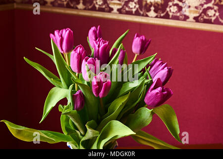 Tulip lilas non ouvert bud close-up. La Russie, Moscou, maison de vacances, cadeau, humeur, nature, fleur, plante, bouquet, macro Banque D'Images