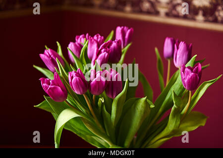 Tulip lilas non ouvert bud close-up. La Russie, Moscou, maison de vacances, cadeau, humeur, nature, fleur, plante, bouquet, macro Banque D'Images