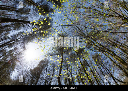 Feuilles de hêtre en commençant à apparaître après un long hiver à woodland dans Nord du Dorset England UK 19 avril 2018. Banque D'Images