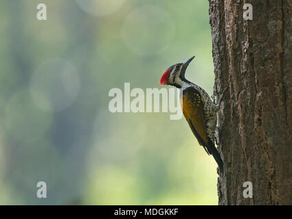 À croupion noir Flameback Banque D'Images