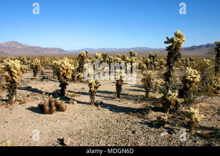 Cholla Cactus Garden à Joshua Tree National Park Banque D'Images