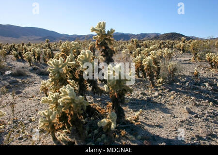 Cholla Cactus Garden à Joshua Tree National Park Banque D'Images