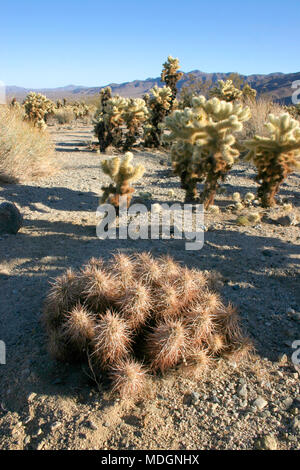 Cholla Cactus Garden à Joshua Tree National Park Banque D'Images