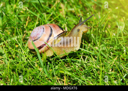 Grove escargot ou brown-labiés, escargot Cepaea nemoralis, glissant à travers l'herbe verte fraîche. Libre d'escargot avec coquille spiralée sur pré. Banque D'Images