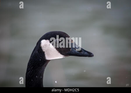 Canada goose dans blizzard Banque D'Images