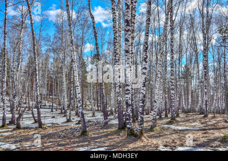 Début du printemps paysage dans la forêt de bouleaux blanc transparent avec des plaques de neige fondante, le jaune de l'herbe sèche et ciel bleu avec des nuages blancs - su Banque D'Images