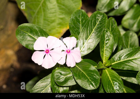 Pervenche de Madagascar (Catharanthus roseus) fleurs Banque D'Images