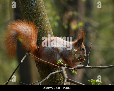 Squirell rouge sur la branche d'arbre dans le parc de l'écrou de l'alimentation Banque D'Images