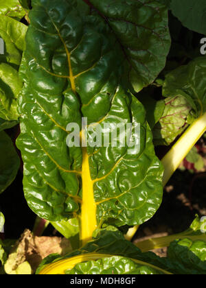 Bettes Épinards Légumes Type avec tiges rouge et jaune de la CICLA Bêta Famille Betterave Banque D'Images