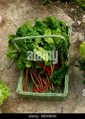 Bettes Épinards Légumes Type avec tiges rouge et jaune de la CICLA bêta dans une famille de betterave Trug sur un banc Banque D'Images