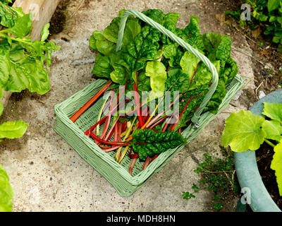 Bettes Épinards Légumes Type avec tiges rouge et jaune de la CICLA bêta dans une famille de betterave Trug sur un banc Banque D'Images