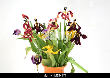 Tulipes dans un vase Orange morte Banque D'Images