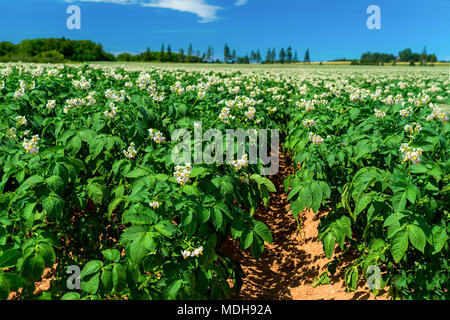 Les champs agricoles avec la floraison des plants de pommes de terre dans les régions rurales de l'Île du Prince-Édouard, Canada. Banque D'Images