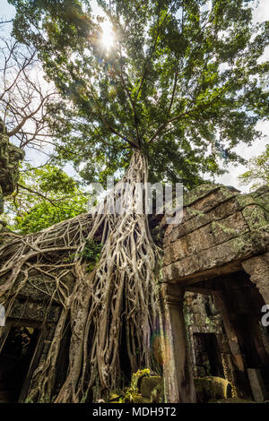 Racines d'un arbre de coton soie (Ceiba pentadra) croissant sur les ruines de Ta Prohm, Angkor, Siem Reap, Cambodge Banque D'Images