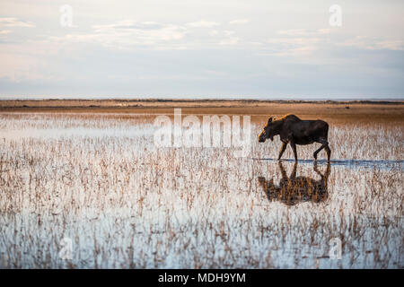 Une vache de l'orignal (Alces alces) promenades à travers l'eau peu profonde avec un reflet et l'horizon, Anchorage, Alaska, États-Unis d'Amérique Banque D'Images