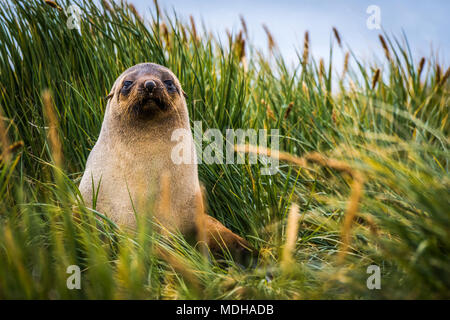 Argentina (Arctocephalus gazella) assis dans l'herbe à l'Antarctique ; Banque D'Images