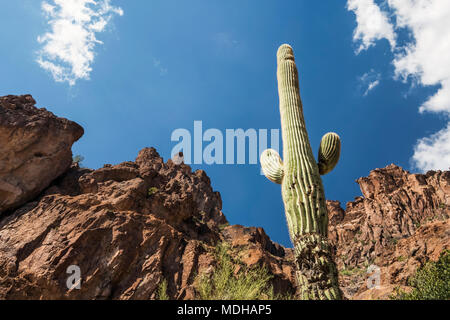 Cactus Saguaro (Carnegiea gigantea) dans Lost Dutchman State Park, avec en toile de fond la Montagne de la superstition, près de Apache Junction Banque D'Images