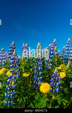 Lupins et les pissenlits fleurissent sur une colline ; Geysir, Islande Banque D'Images