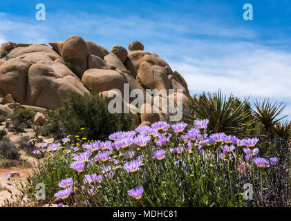 Asters-Mojave (Xylorhiza tortifolia) fleurissent dans Joshua Tree National Park, Californie, États-Unis d'Amérique Banque D'Images