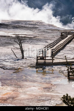 Homme marche sur la promenade à Mammoth Hot Springs, Parc National de Yellowstone, Wyoming, United States of America Banque D'Images