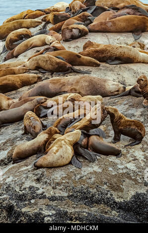 Les otaries de Steller (Eumetopias jubatus) ont été transportées sur des rochers à South Marble Island, un gros taureau au centre entouré de vaches, Glacier Bay National ... Banque D'Images