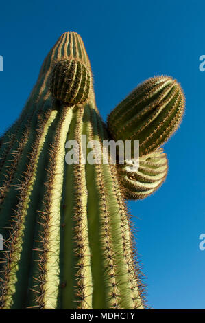 Un grand angle, d'en bas vue d'un cactus Saguaro. Banque D'Images