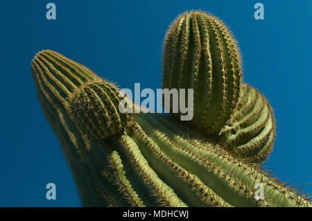 Un grand angle, d'en bas vue d'un cactus Saguaro. Banque D'Images