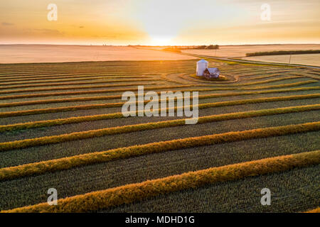 Vues aériennes de la récolte de canola au coucher du soleil rougeoyant lignes ; Blackie, Alberta, Canada Banque D'Images