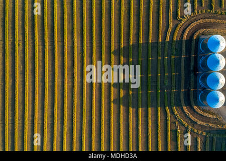 Vue depuis directement au-dessus de quatre grandes cellules à grains et le canola harvest lines au coucher du soleil avec de longues ombres ; Alberta, Canada Banque D'Images