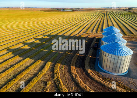 Vue aérienne de quatre grandes cellules à grains et le canola harvest lines au coucher du soleil avec de longues ombres ; Alberta, Canada Banque D'Images