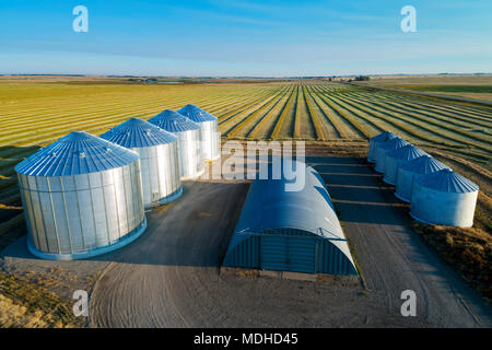 Vue aérienne de quatre grandes cellules à grains et le canola harvest lines au lever du soleil avec de longues ombres ; Alberta, Canada Banque D'Images