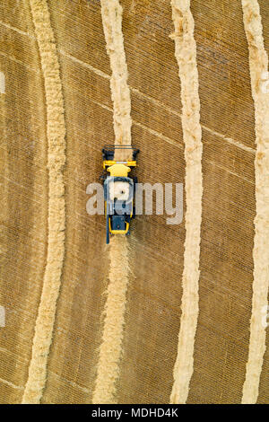 Vue aérienne directement au-dessus d'une moissonneuse-batteuse la collecte des lignes de grains ; Beiseker, Alberta, Canada Banque D'Images