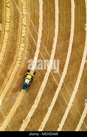 Vue aérienne directement au-dessus d'une moissonneuse-batteuse la collecte des lignes de grains ; Beiseker, Alberta, Canada Banque D'Images