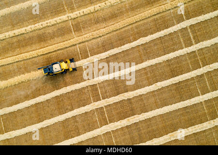 Vue artistique de l'antenne directement au-dessus d'une moissonneuse-batteuse la collecte des lignes de grains ; Beiseker, Alberta, Canada Banque D'Images