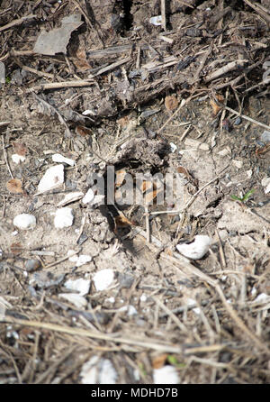 Deer track situé dans les roches et la boue Banque D'Images