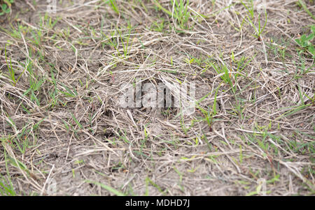 Deer track, dans la profondeur de l'herbe et la boue Banque D'Images