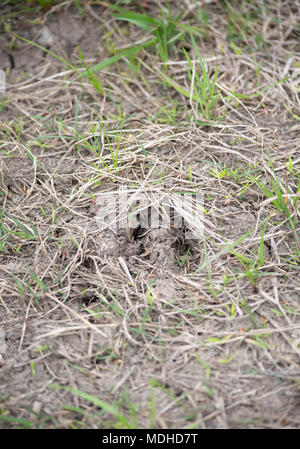 Deer track, dans la profondeur de l'herbe et la boue Banque D'Images