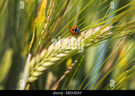 Close-up d'une coccinelle sur une tête d'orge de maturation ; Beiseker, Alberta, Canada Banque D'Images