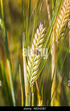 Close-up d'une coccinelle sur une tête d'orge de maturation ; Beiseker, Alberta, Canada Banque D'Images