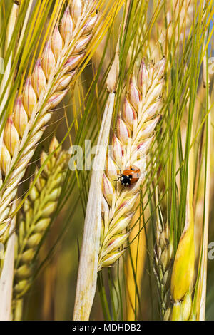 Close-up d'une coccinelle sur une tête d'orge de maturation ; Beiseker, Alberta, Canada Banque D'Images