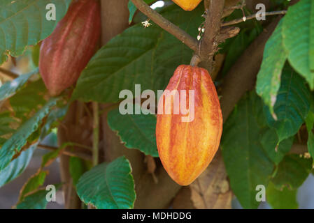 Un jaune cacao pod. Fruits de cacao hanf on tree branch Banque D'Images