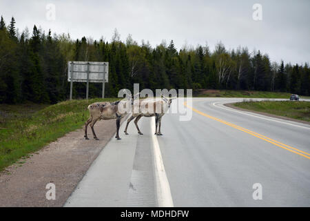 Caribou Crossing Trans Canada à Terre-Neuve et Labrador Banque D'Images